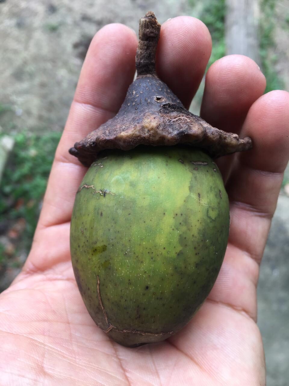 fruto do puxuri