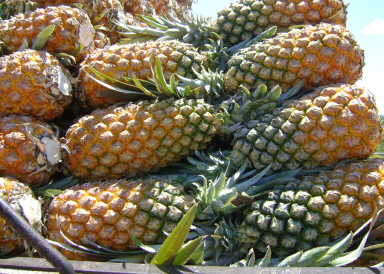 Embrapa atualiza orientações para cultivo de abacaxi no Amazonas
