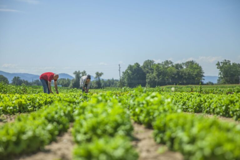 Conhecimentos tradicionais da Amazônia podem ser “motor” da agricultura regenerativa