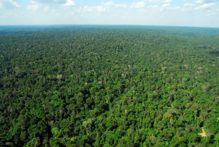 Boletim de Monitoramento Ambiental da Amazônia é lançado pela OTCA