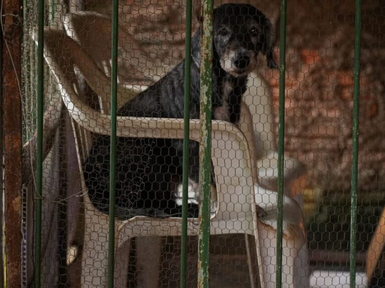 Maus-tratos a animais: saiba como denunciar em Porto Velho e ajudar a salvar vidas 