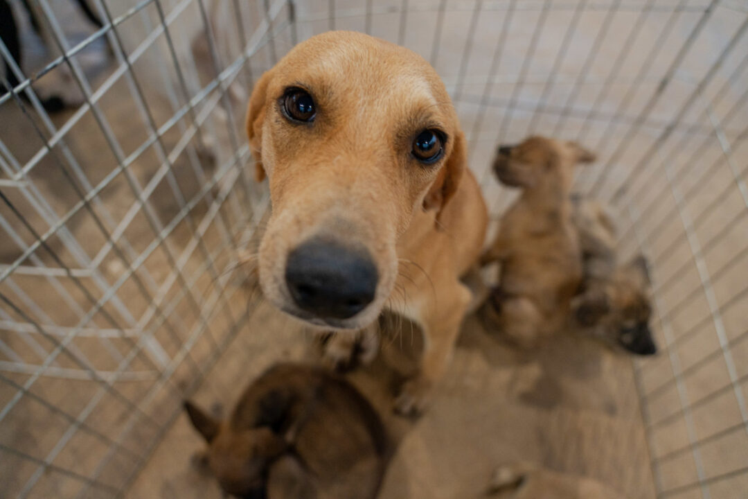 Maus-tratos a animais, saiba como denunciar e ajudar a salvar vidas
