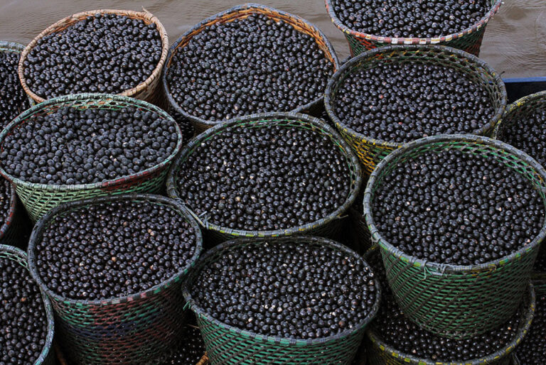 Nanofertilizante produzido com caroço de açaí estimula crescimento de milho e sorgo