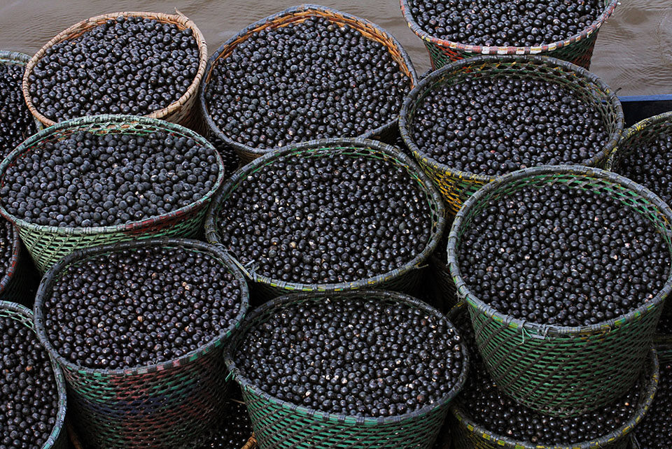 caroços de açaí