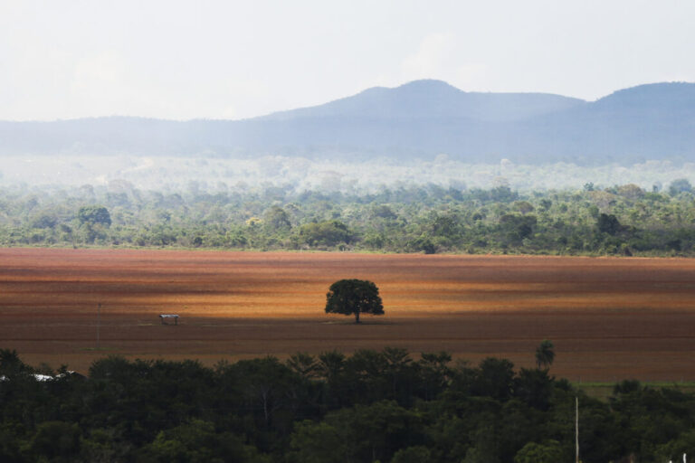 Redução da vegetação nativa deixa Brasil mais exposto aos eventos extremos do El Niño, aponta MapBiomas