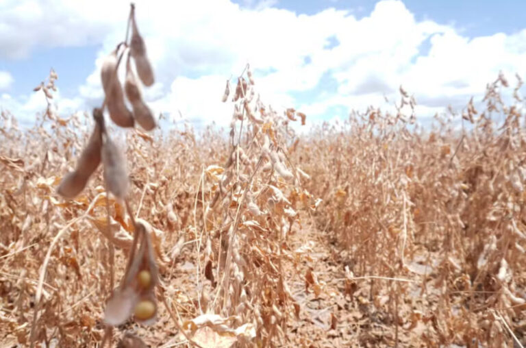 Seca em Roraima ameaça colheita de soja; risco é de 50% na queda da produção do alimento