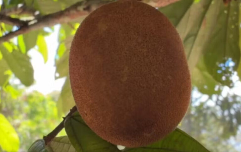 Presidente Figueiredo, no Amazonas, mantém cultivo do cupuaçu mesmo com doença da vassoura-de-bruxa