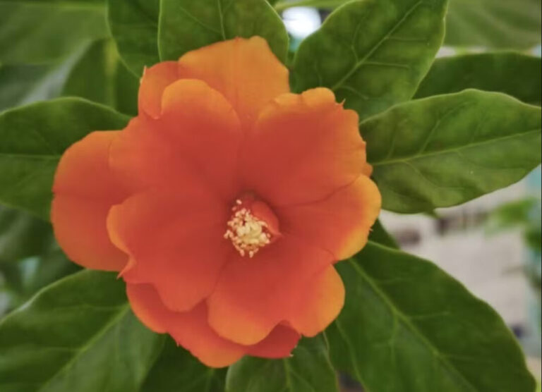 Conheça as Plantas Alimentícias Não Convencionais encontradas em Rondônia