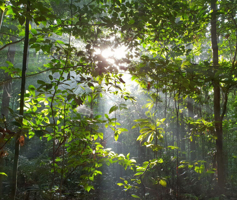 Publicação reúne técnicas para o combate ao fogo em florestas tropicais úmidas da Amazônia