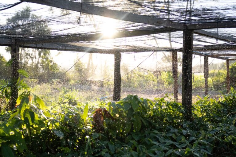 Produção de mudas melhora renda de agricultores familiares em São Félix do Xingu, no Pará