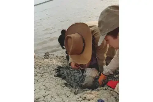 fóssil de peixe-boi com mais de 13 milhões de anos é descoberto