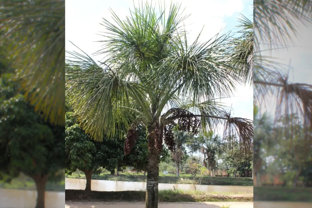 Buriti