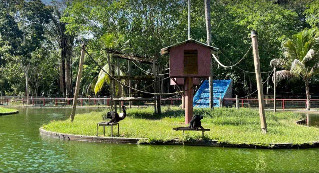 macacos do cigs recebem picolés durante verão amazônico