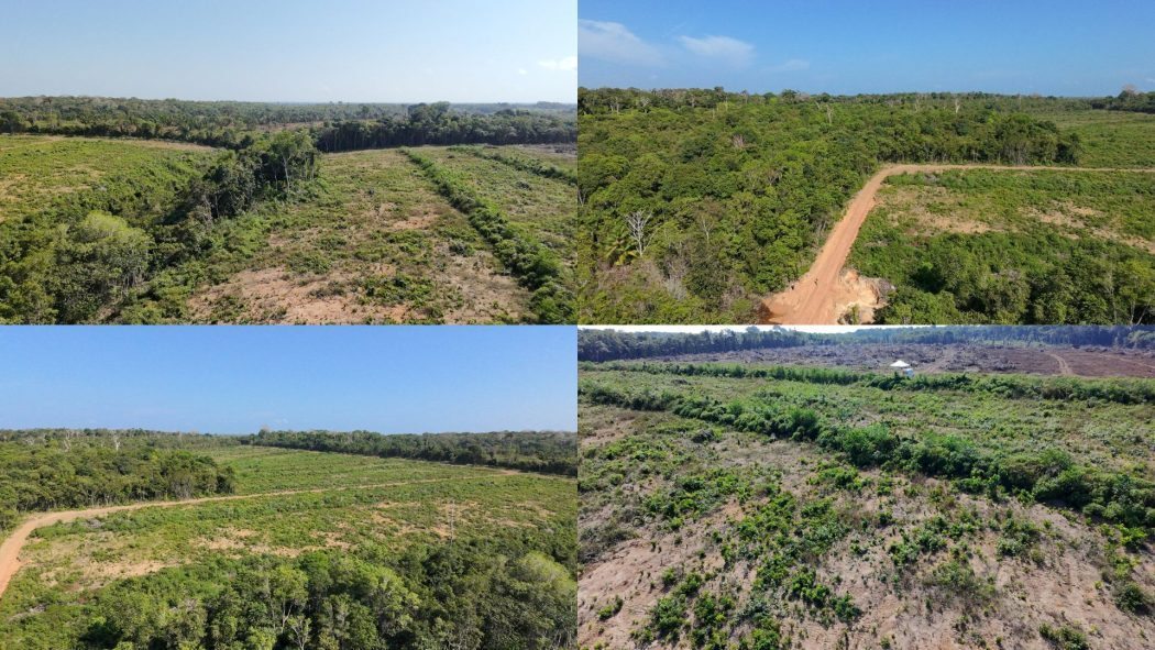 Com licenças de instalação do Ipaam, empresa Potássio do Brasil desmata áreas dentro da TI Lago do Soares, em estudo pela Funai. Fotos: Filipe Gabriel Mura.

