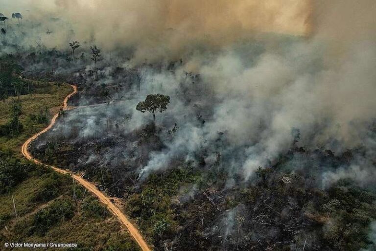 Combater incêndios reduz emissão de metano, destaca SEEG