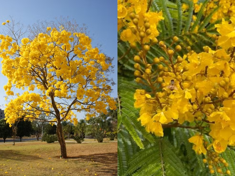 Ipês amarelos florescem e embelezam Rio Branco no início do verão amazônico