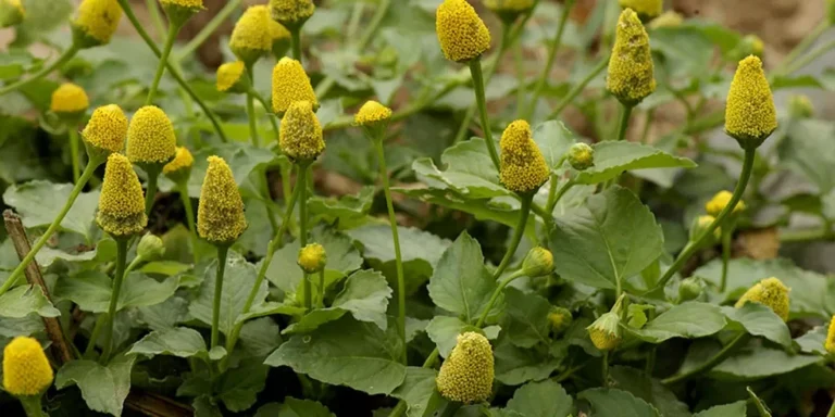Da copaíba ao mastruz: conheça algumas das plantas medicinais mais estudadas na Amazônia