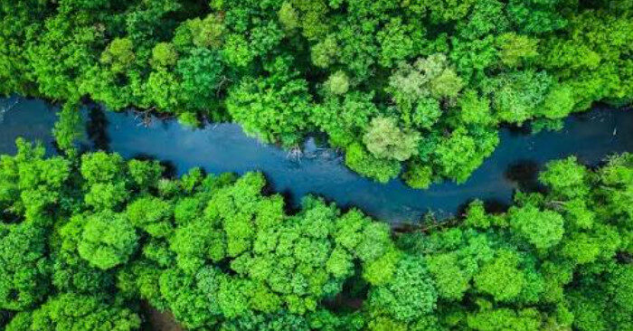 Unidade de conservação, a Reserva Biológica (REBIO) Maicuru é referência em biodiversidade