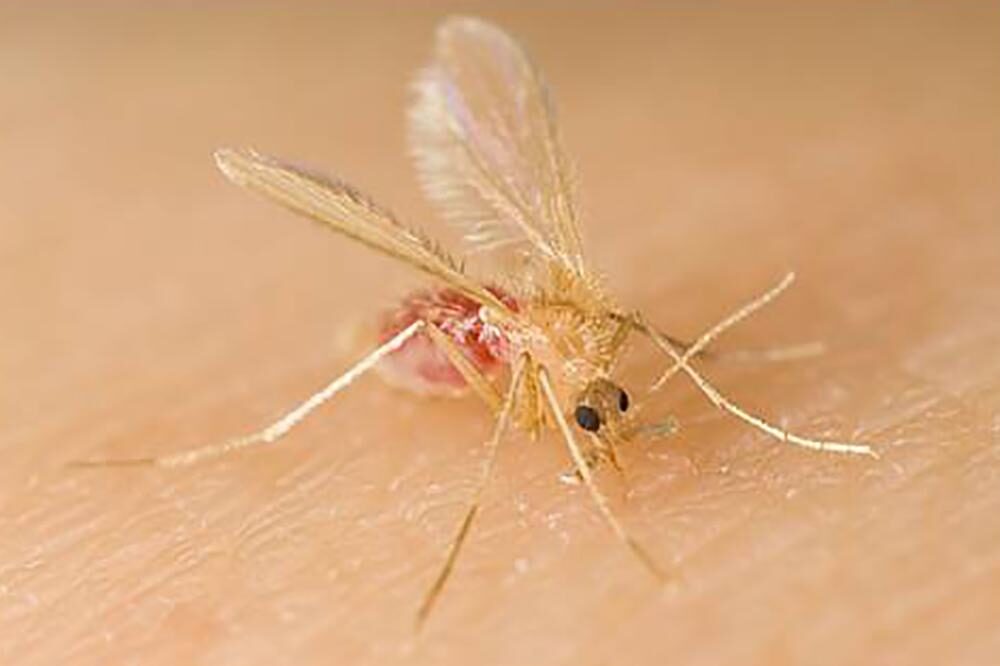 mosquito palha é um transmissor da leishmaniose