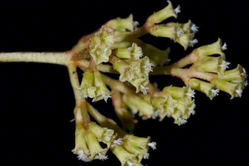 Primeira espécie de árvore Neea descoberta após quase um século