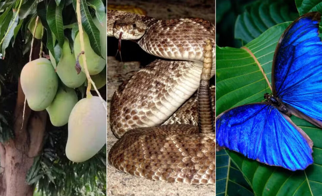 Fauna e flora local inspiram Petrobras a nomear três novos poços no Amapá