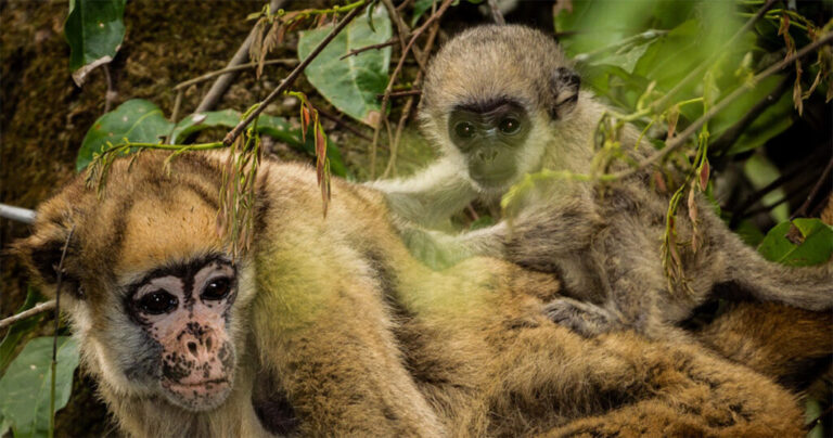 Registro de fósseis sugere duas novas espécies de macacos que viveram na Amazônia brasileira