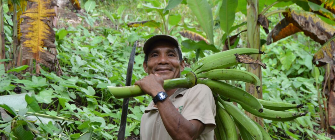 Conhecimentos tradicionais da Amazônia podem ser motor da agricultura regenerativa