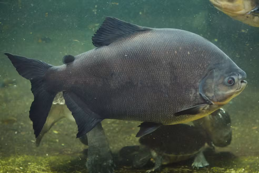 Tambaqui está ameaçado de extinção? Entenda classificação do peixe típico da Amazônia