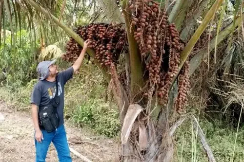 Pesquisa peruana promove uso sustentável do buriti