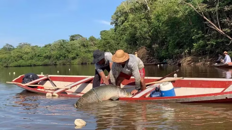 Estudo aponta reserva biológica no Bailique como berçário de diferentes espécies de peixes