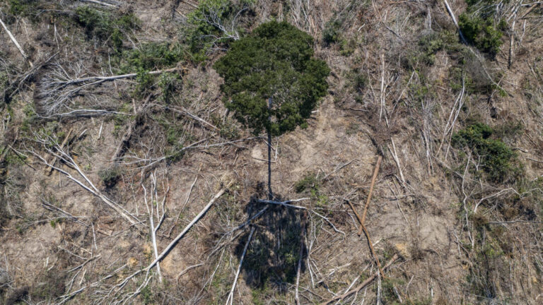 Proteger florestas existentes produz melhor custo-benefício para biodiversidade e clima do que restaurar, revela estudo na Science