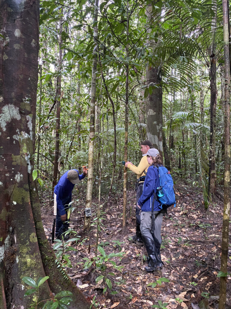 Podcast investiga impacto da BR-174 na Amazônia e a resistência do povo Waimiri-Atroari