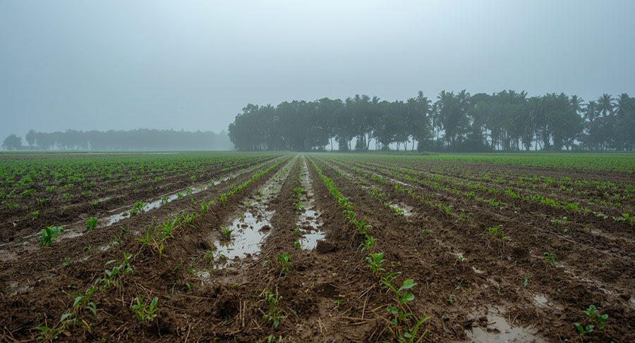 Em ano de El Niño, Embrapa apresenta 163 medidas para gestão de riscos climáticos no campo