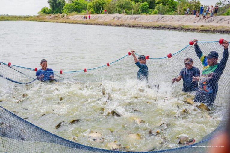Indígenas retiram mais de 2 toneladas de tambaqui em primeira ‘despesca’ de projeto em Boa Vista