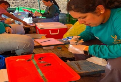 Estudo do IIAP revela que 4 em cada 10 peixes no rio Ucayali têm plástico no estômago