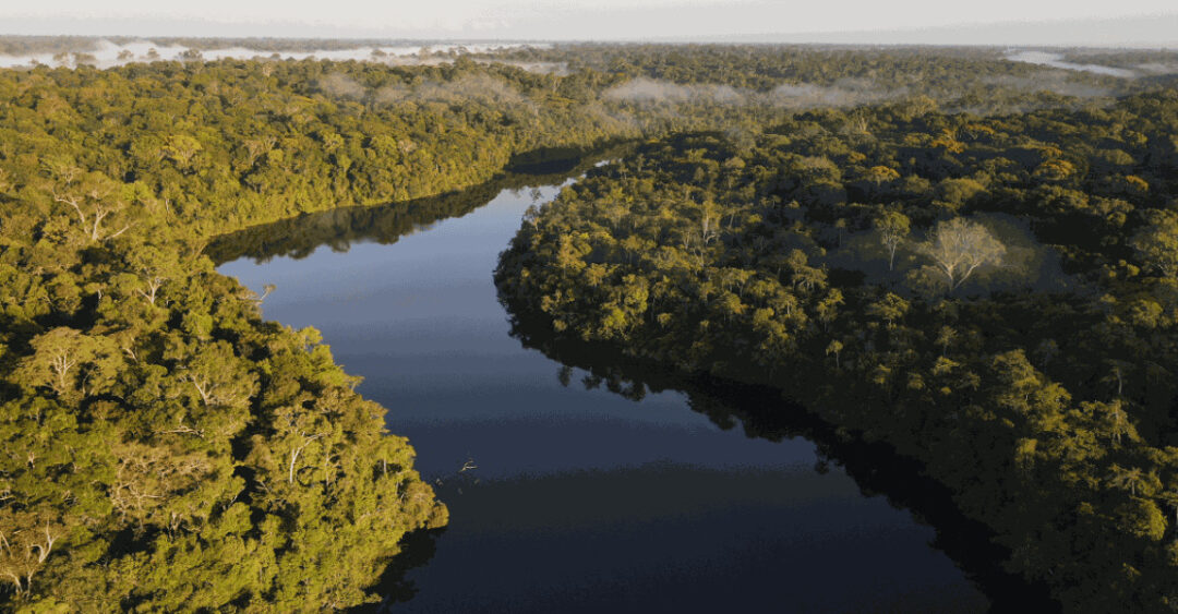 Floresta Nacional de Caxiuanã, no Pará, onde o Museu Goeldi mantém a Estação Científica Ferreira Penna foto Calil Torres MPEG