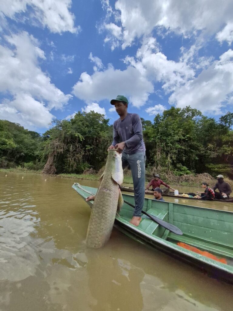 Pirarucu de manejo sustentável consolida presença na alimentação escolar pública do Amazonas