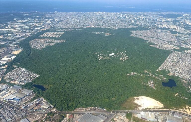Você sabia que a Ufam mantém 700 hectares de floresta amazônica na área urbana de Manaus?