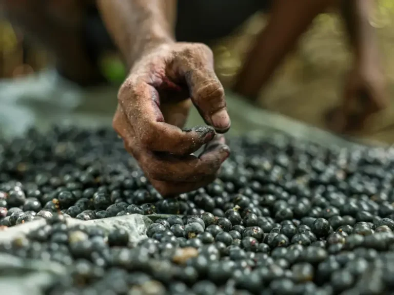 Energia solar viabiliza projeto de beneficiamento de açaí na Amazônia