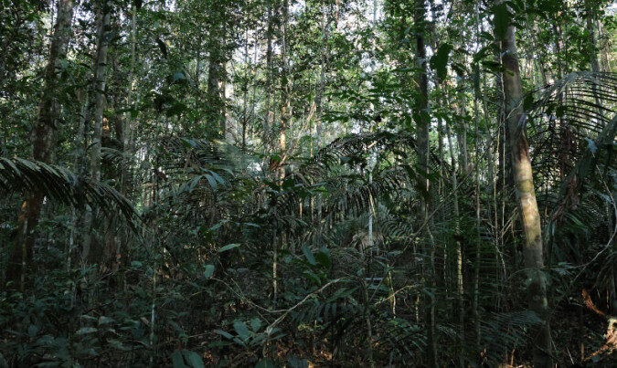 Dia Nacional da Árvore: conheça três espécies da Amazônia que são surpreendentes