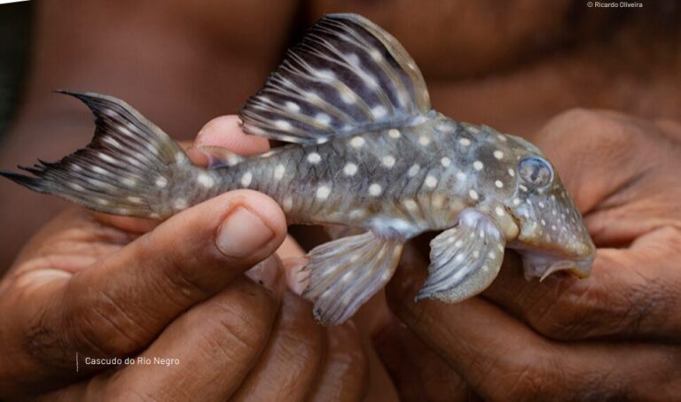 Estudo aponta que Amazônia tem mais de 2,7 mil espécies de peixes