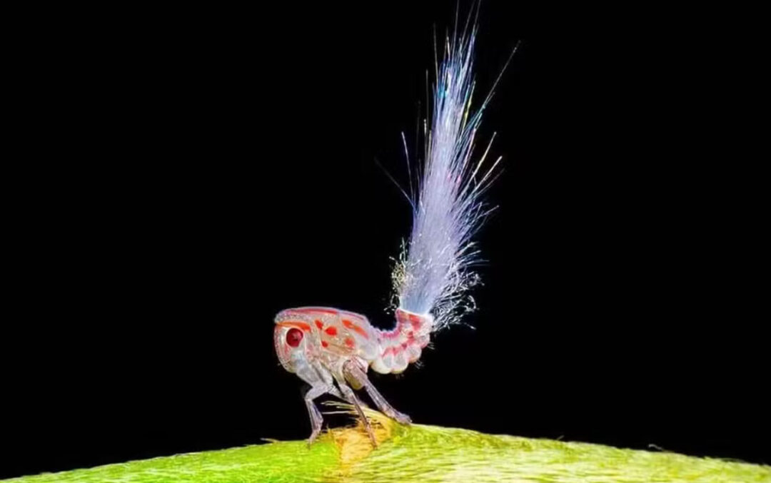 Cigarrinha ficou conhecida em 2012 como 'Cabelo de Troll', após ser encontrada no Suriname — Foto: Wirley Almeida/Arquivo pessoal