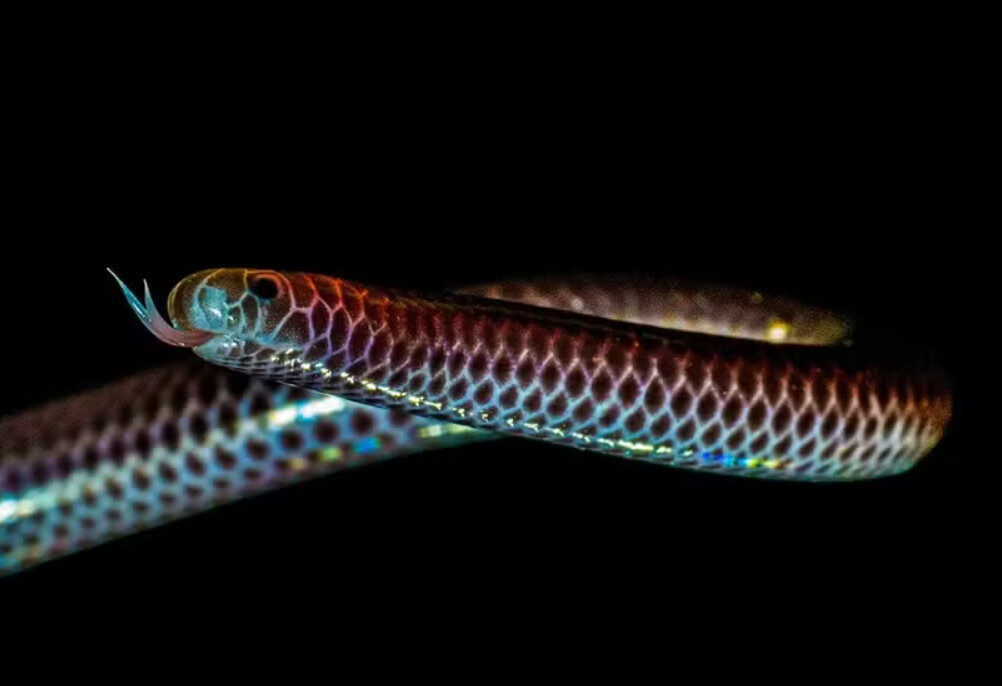 Macrofotografia da cobra-cega, tão pequena que pode ser confundida com uma minhoca na natureza — Foto: Wirley Almeida/Arquivo pessoal