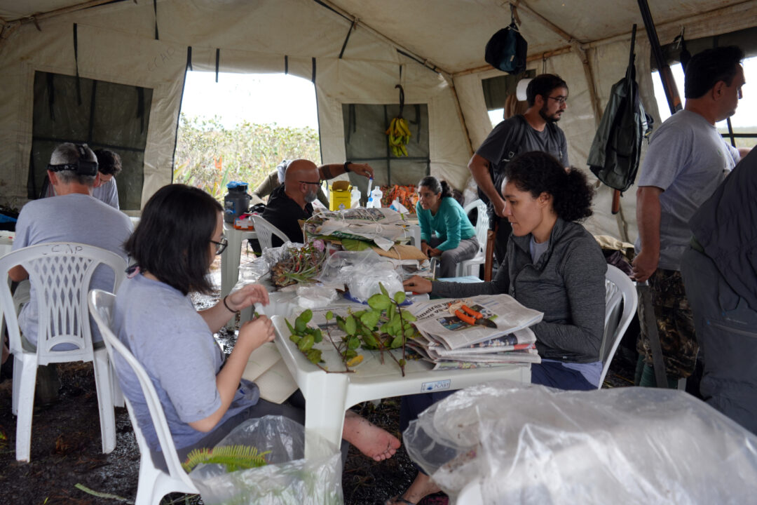 Das montanhas amazônicas para os laboratórios: expedição à Serra do Aracá inicia fase de análises