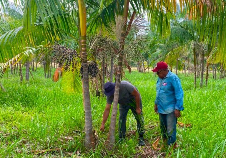 Açaí de Roraima pode ganhar selo de Indicação Geográfica; selo ajuda a valorizar produção