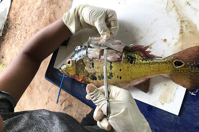 MPF solicita criação de sistema integrado para monitorar contaminação por mercúrio na Amazônia
