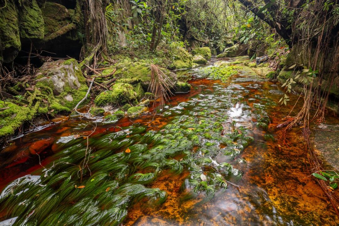 “A quantidade de musgo sobre as pedras, o riacho e a fauna não têm nada a ver com a Amazônia lá embaixo”, observou o herpetólogo Taran Grant, da USP. Foto: André Dib/Agência FAPESP