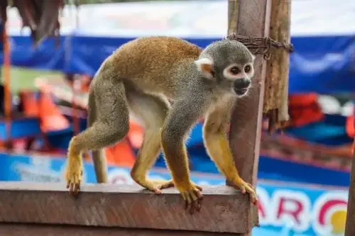 Saiba quantas espécies de primatas existem no Peru e quais estão ameaçadas de extinção
