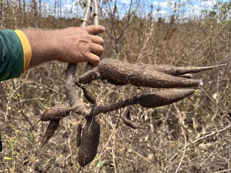 Pesquisa no Amapá desenvolve mandioca capaz de conviver com a praga vassoura de bruxa