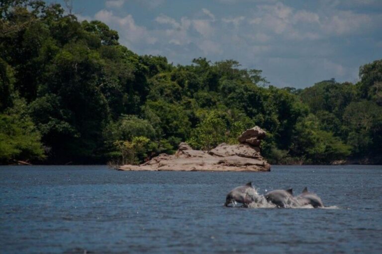 Cinco locais para observar aves e outros animais no Amazonas